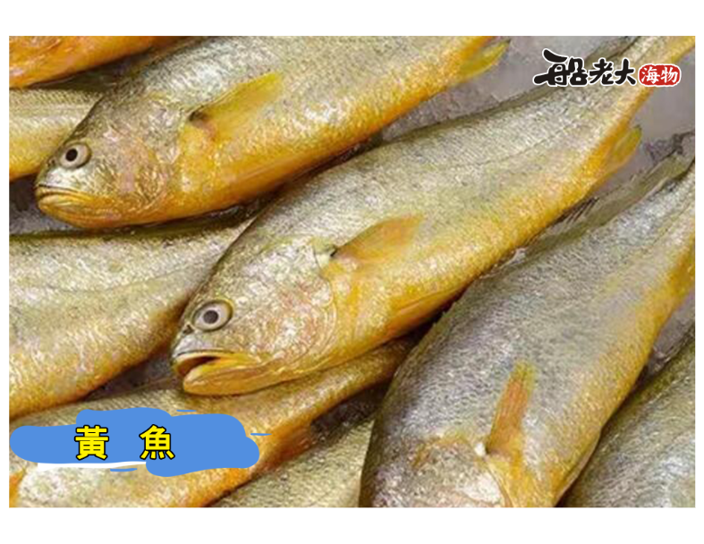 黃魚