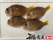 鳳梨魚