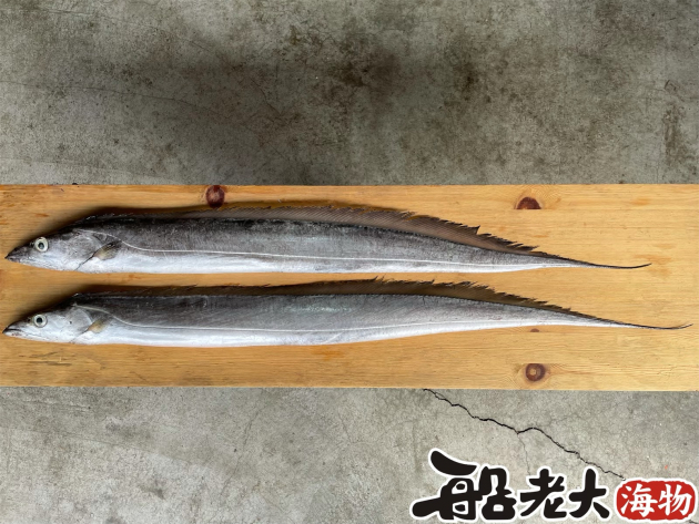 白帶魚(海釣)