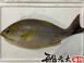 黃雞魚