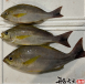 黃雞魚