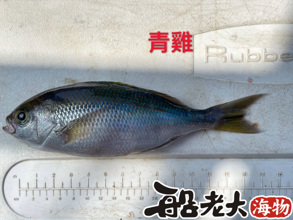 青雞魚