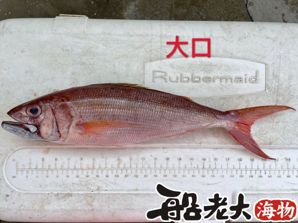 大口魚